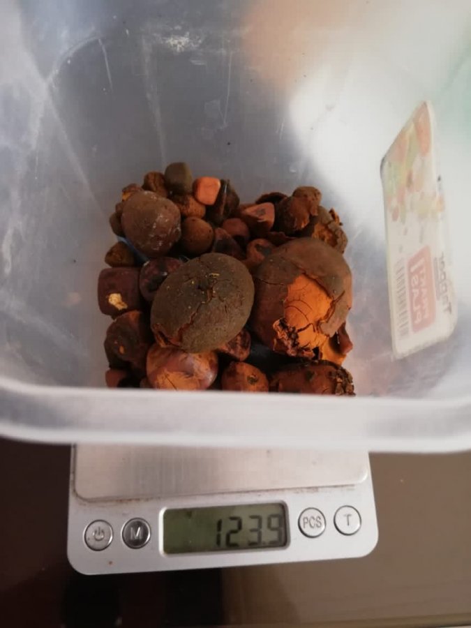  Buy Cow /Ox Gallstone Available On Stock Now @ (WhatsApp: +237673528224) Picture